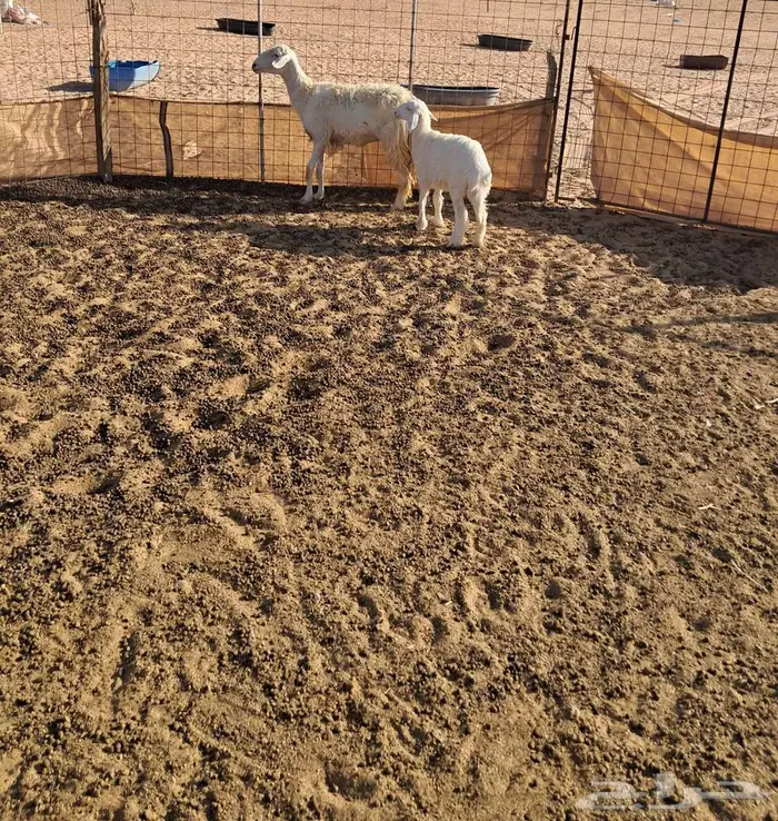 مطفل ثنيه حريه 1