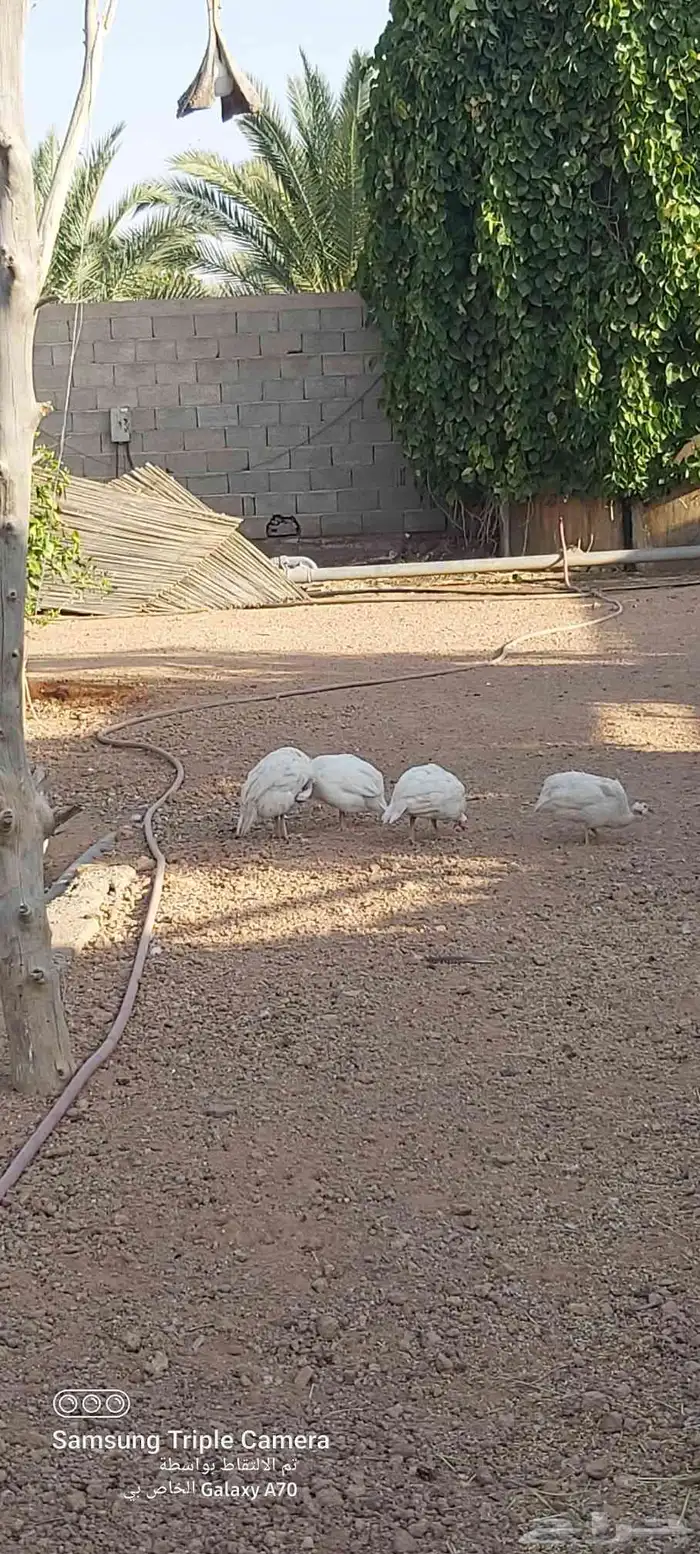 دجاج حبش ابيض ورمادي 0
