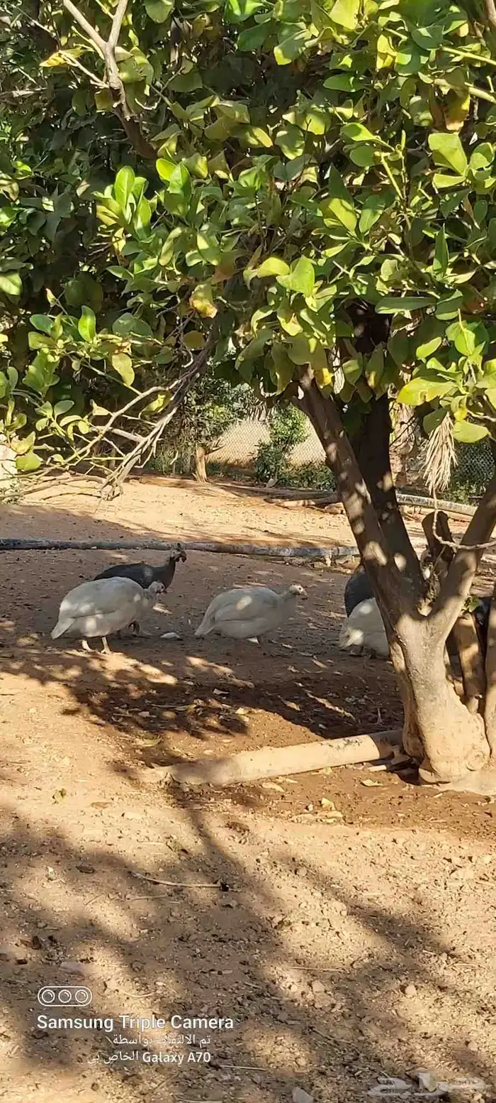 دجاج حبش ابيض ورمادي 1