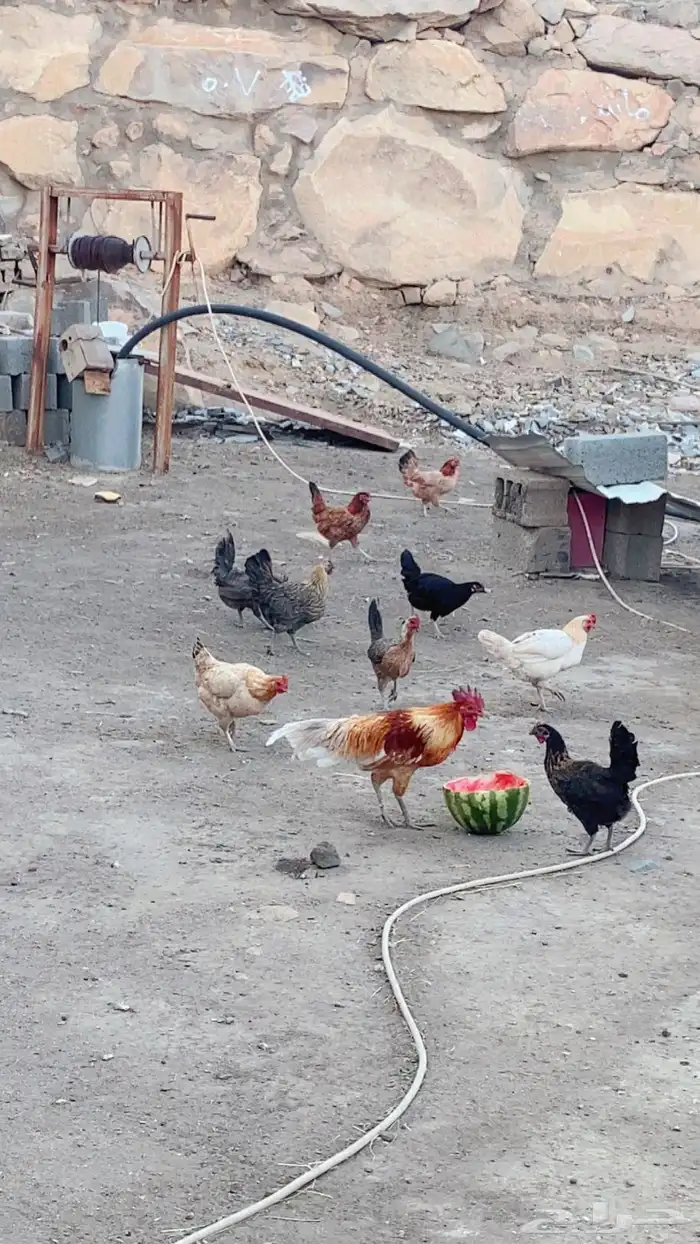 دجاج بلدي حضان 4
