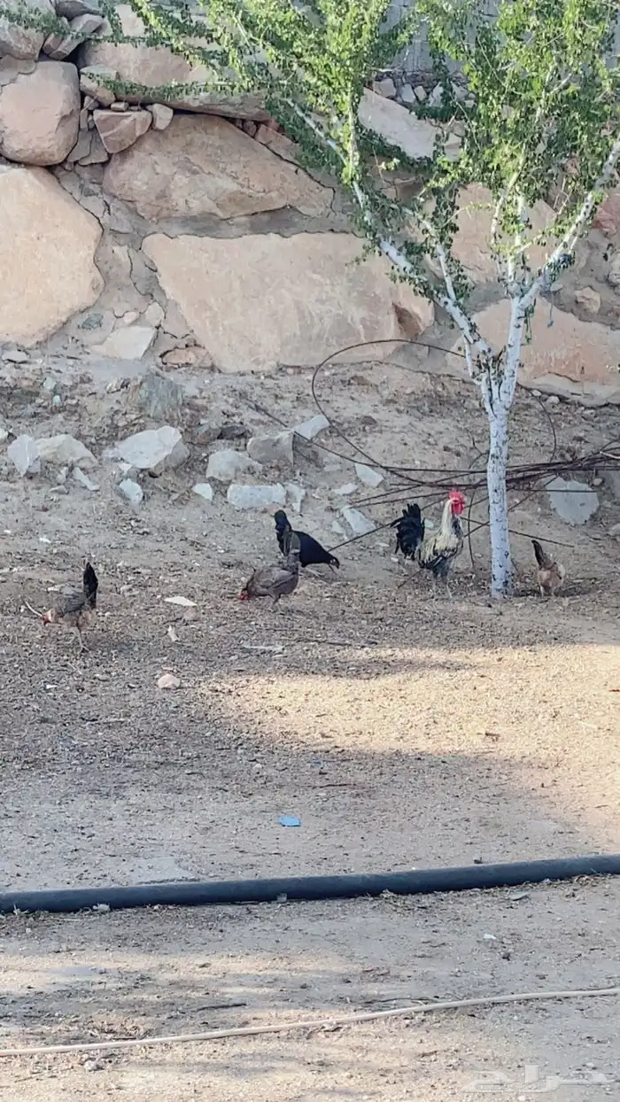 دجاج بلدي حضان 3