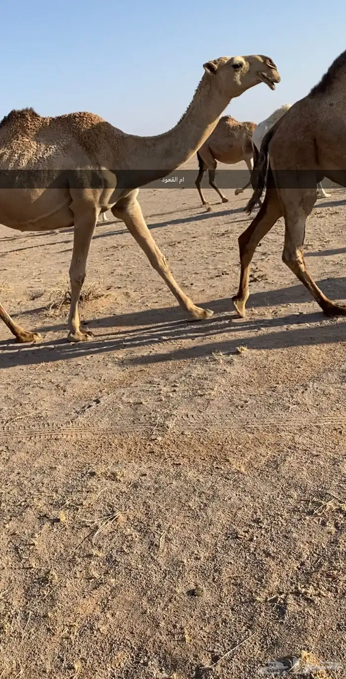 قعود كفو للبيع 9