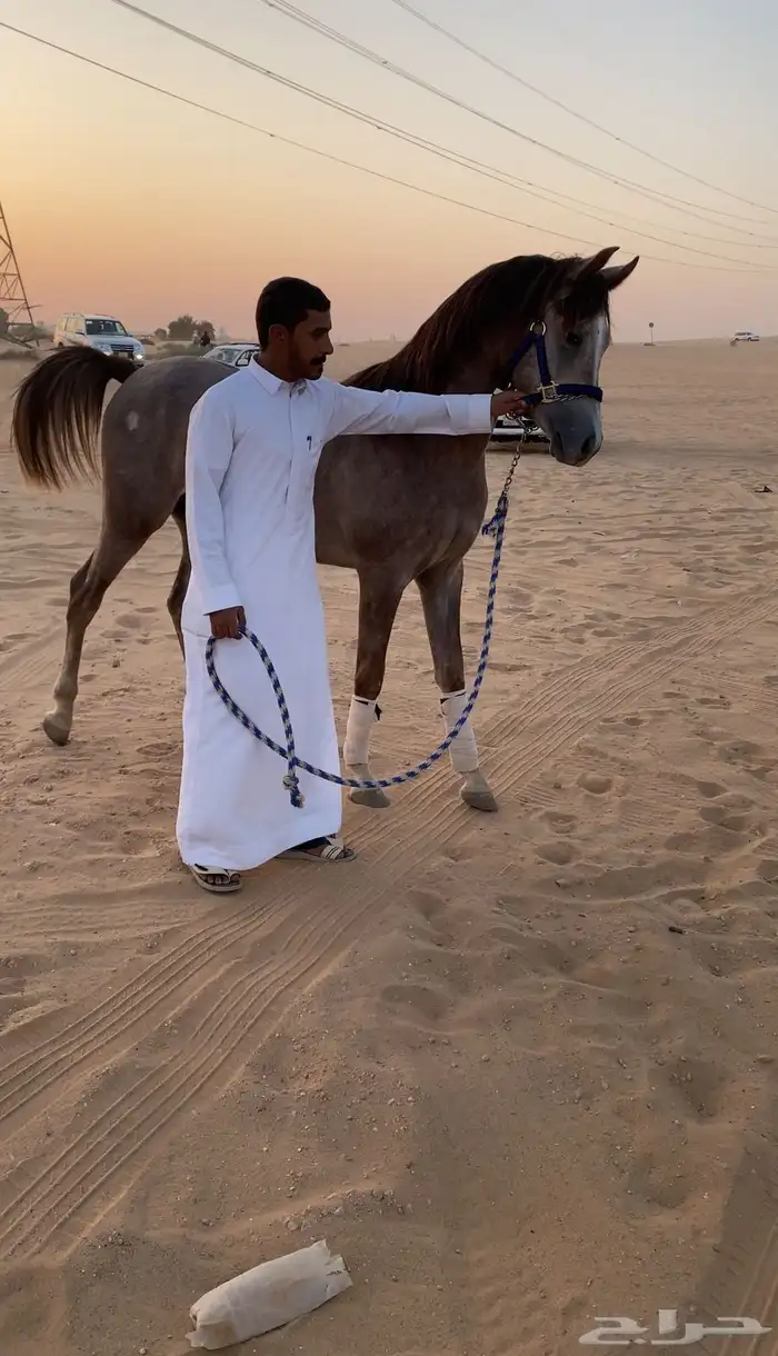 مهر شعبي كفو منوه القاني مسقبله طيب الي يبي سباقات او ركوب 9