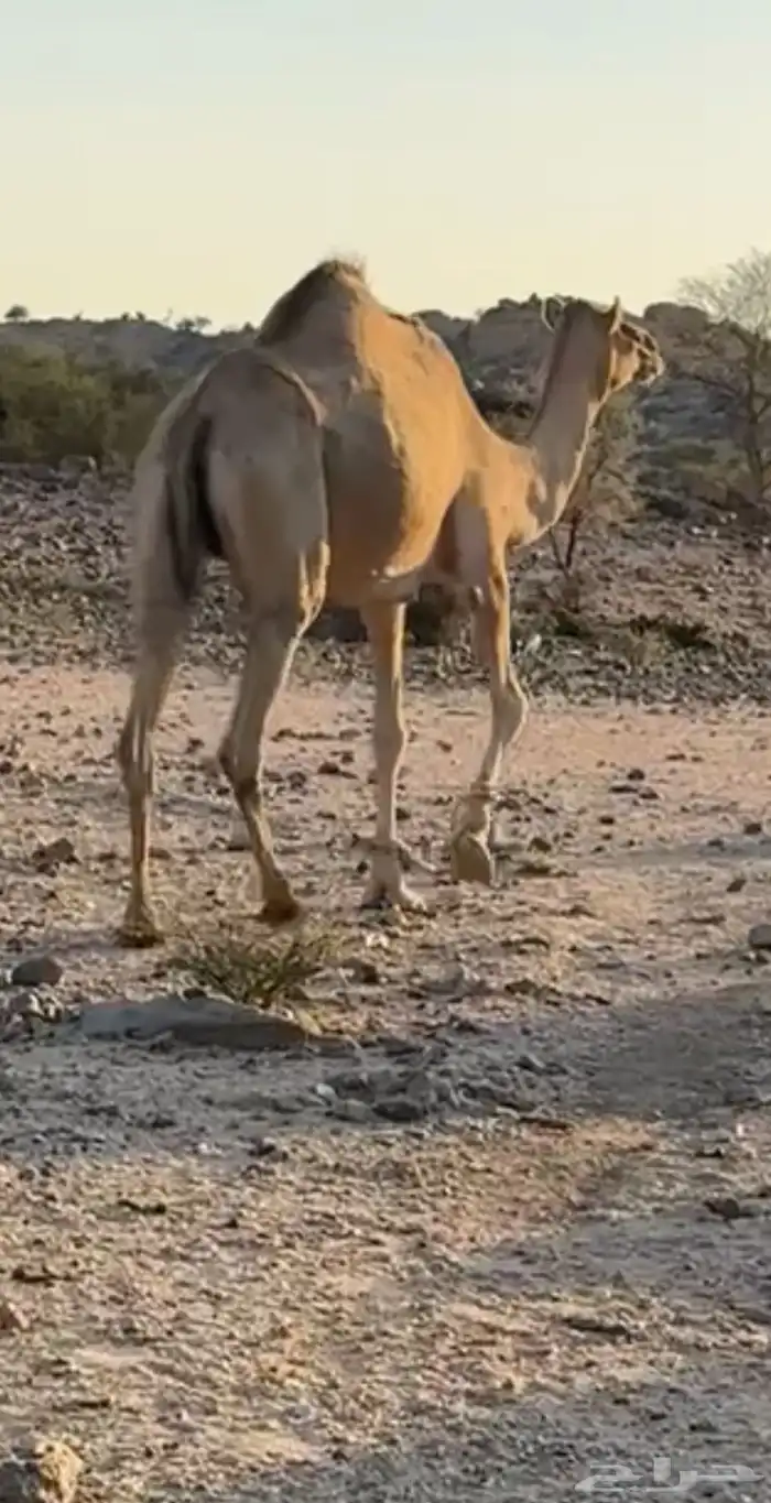 ناقه حمر 0