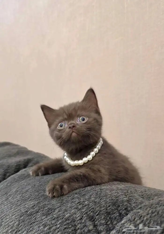 قطة سكوتش سينامون أصول مسجلة 2