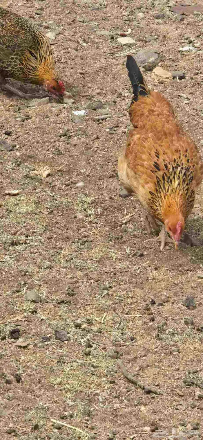 دجاج اناثي 5