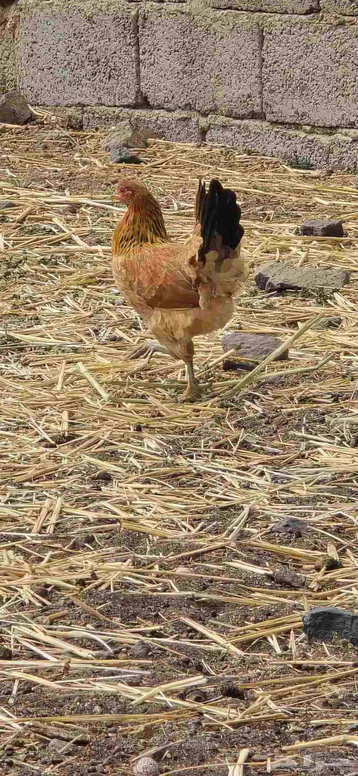 دجاج اناثي 2