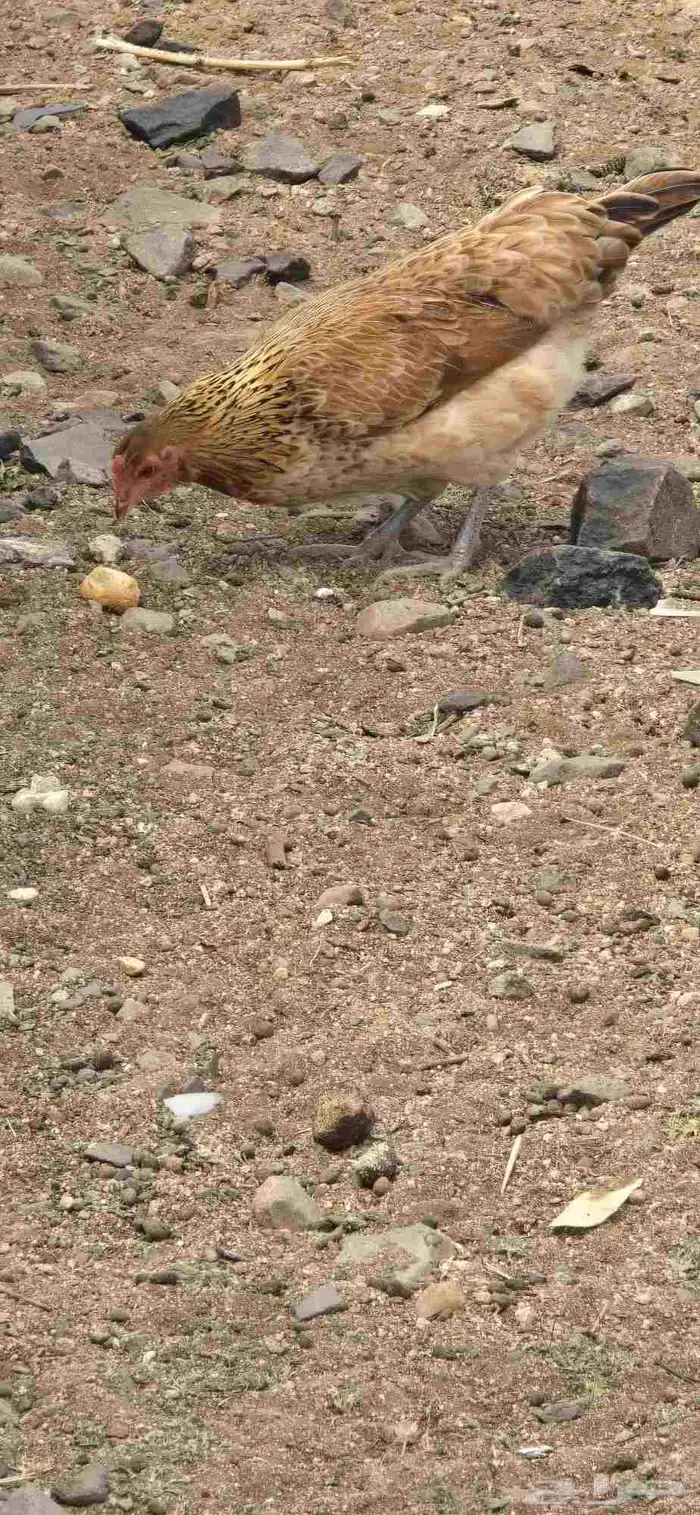 دجاج اناثي 8