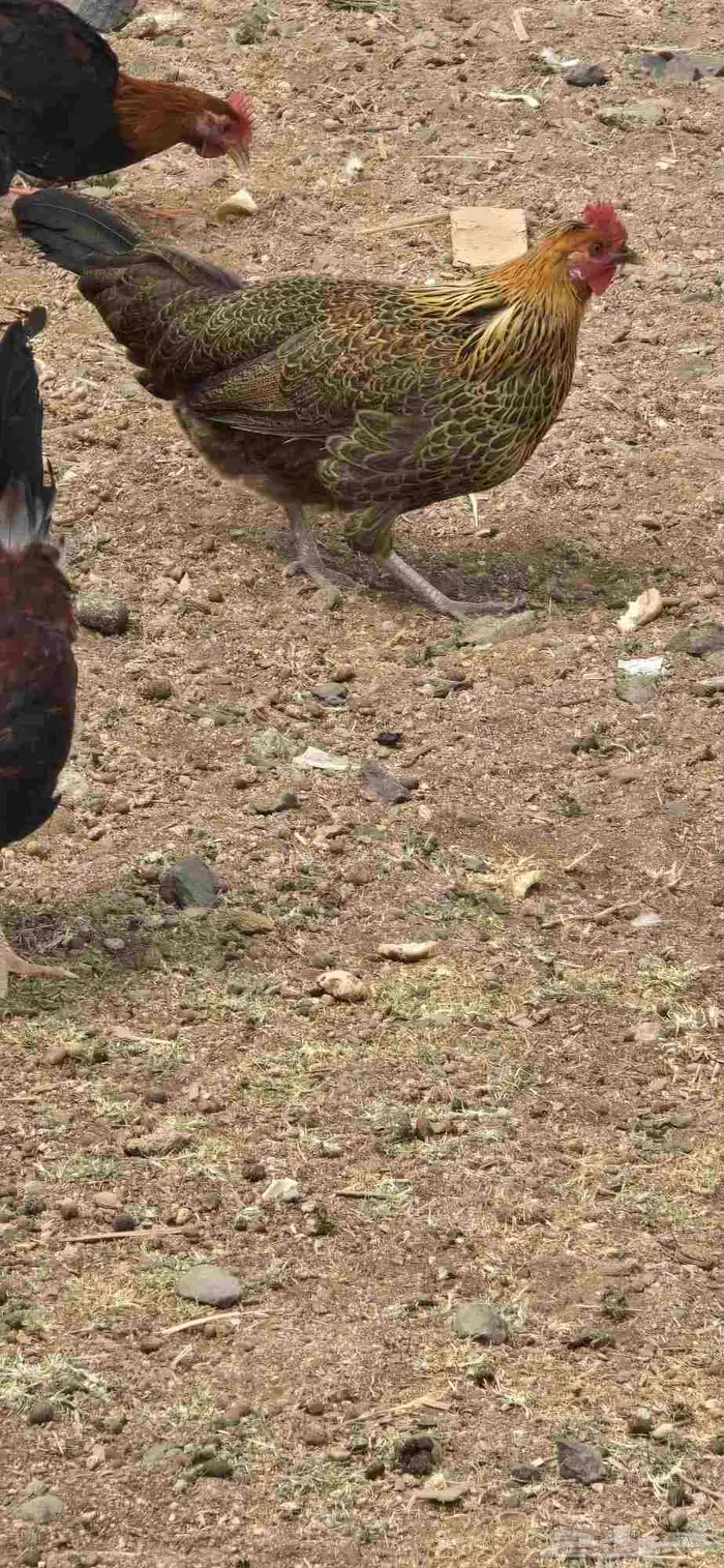 دجاج اناثي 4