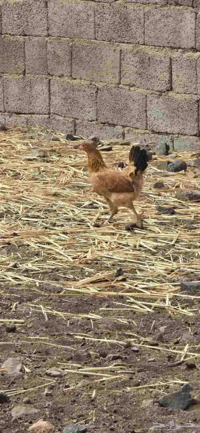 دجاج اناثي 3