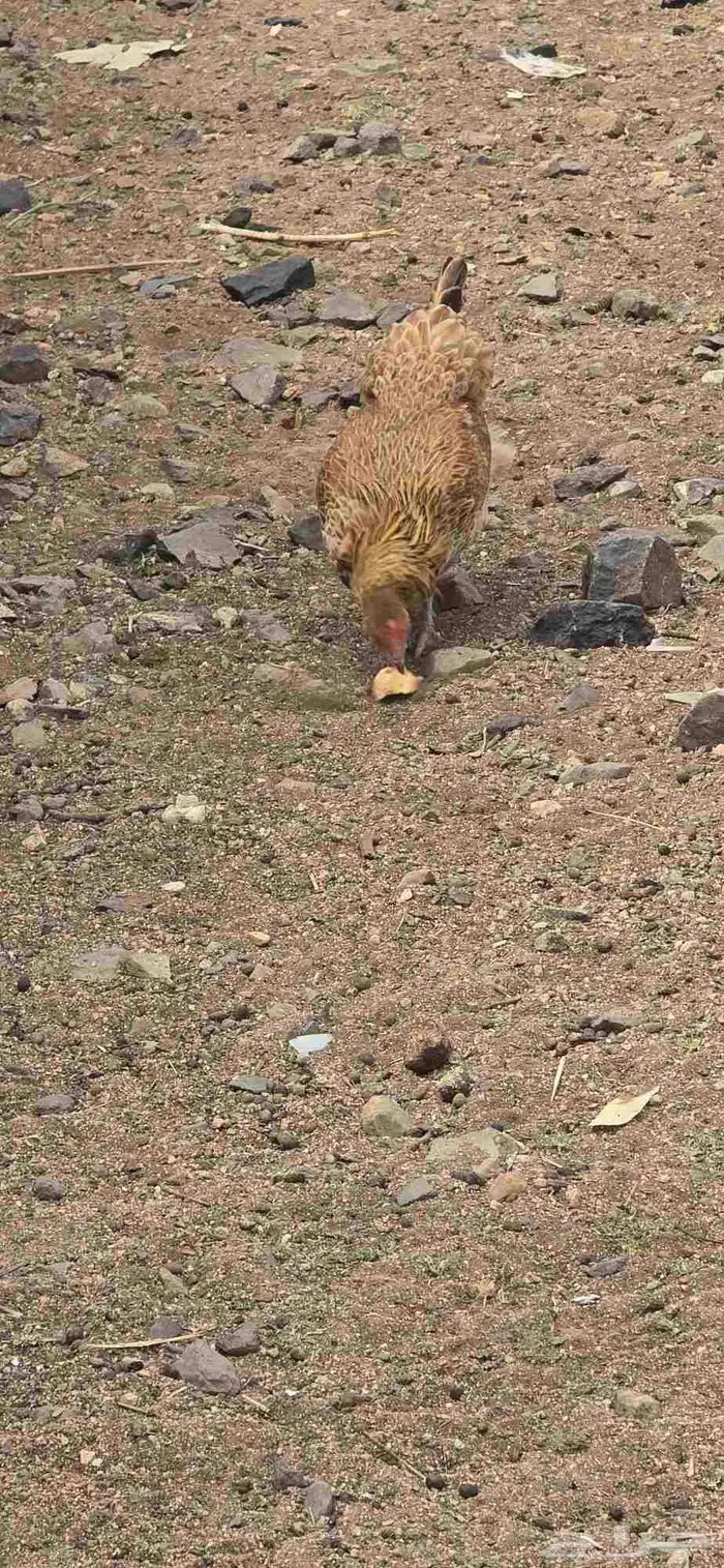 دجاج اناثي 7