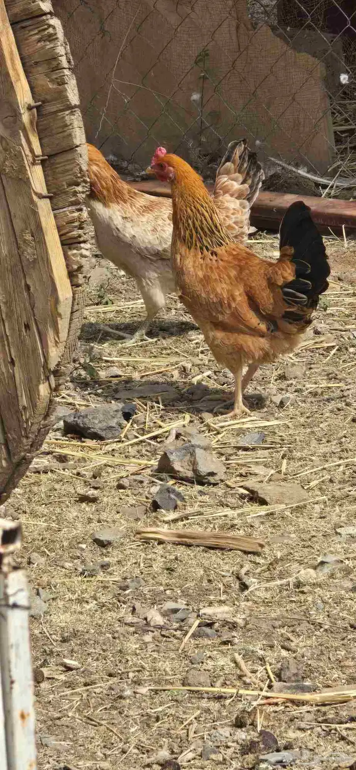 دجاج اناثي 0