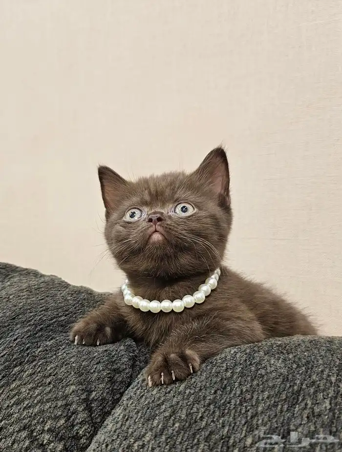 قطة سكوتش سينامون أصول مسجلة 3