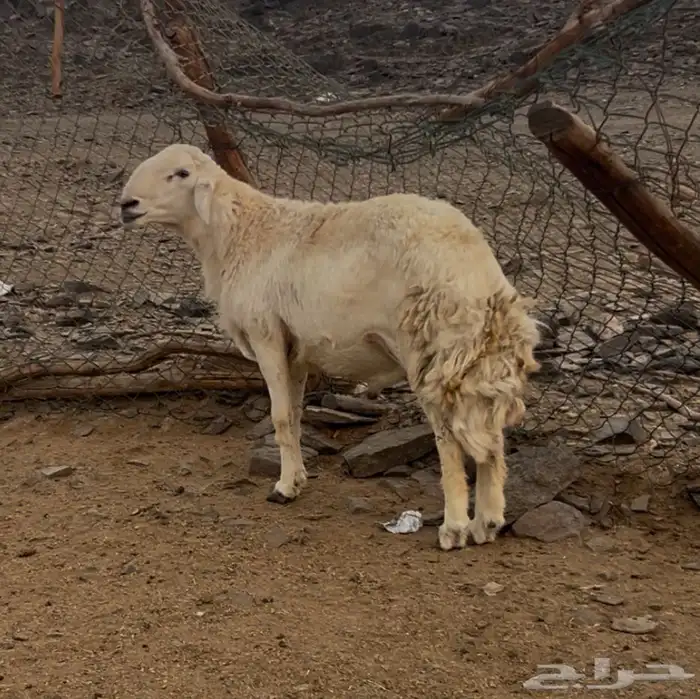 طلي مشروط ضراب ومشروط مالطيه السن ثني 2