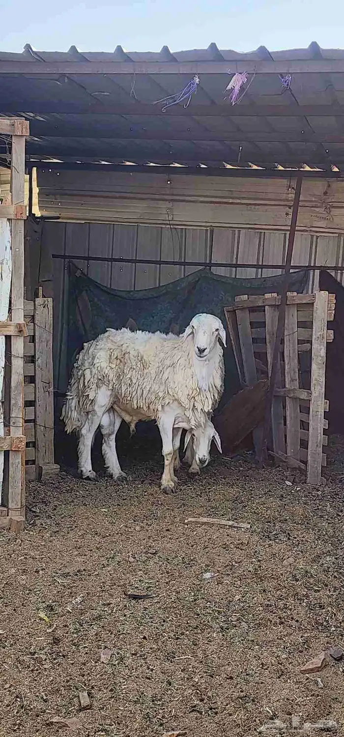 فحل حري سدس ...شرط القريع 0