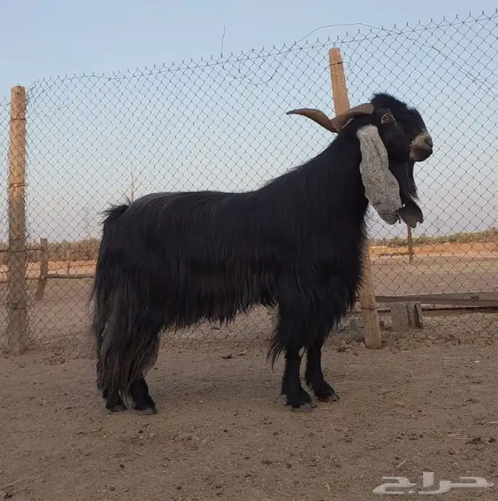 بيع الله يبارك له فحال عارضي 2