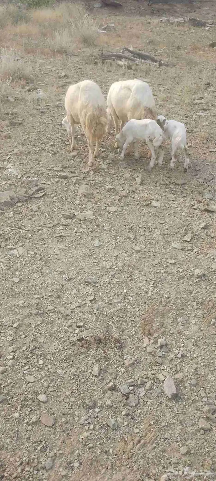 أربع نعاج للبيع ثنتين يتبعها 2 ذكر ونثى وثنتين دفيع 6