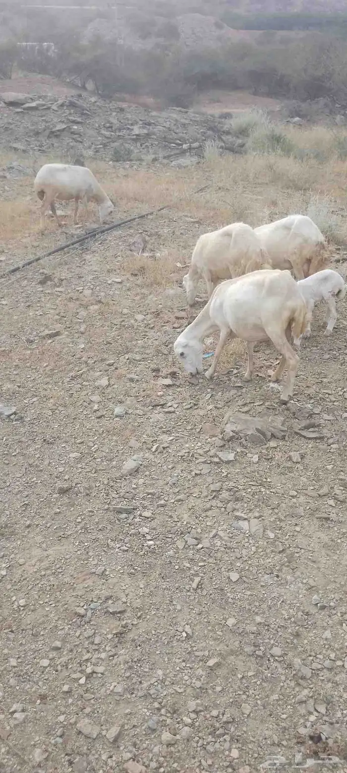 أربع نعاج للبيع ثنتين يتبعها 2 ذكر ونثى وثنتين دفيع 4