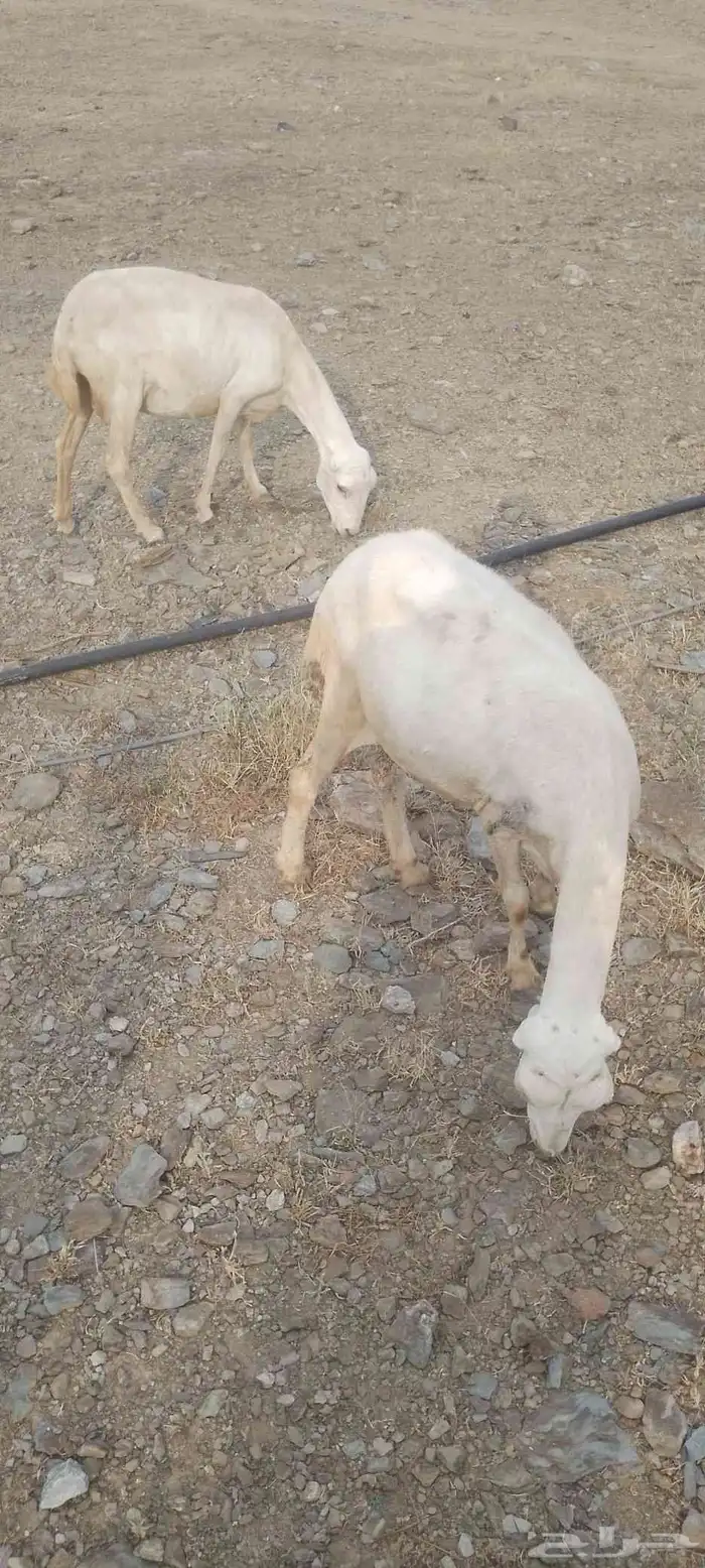 أربع نعاج للبيع ثنتين يتبعها 2 ذكر ونثى وثنتين دفيع 9