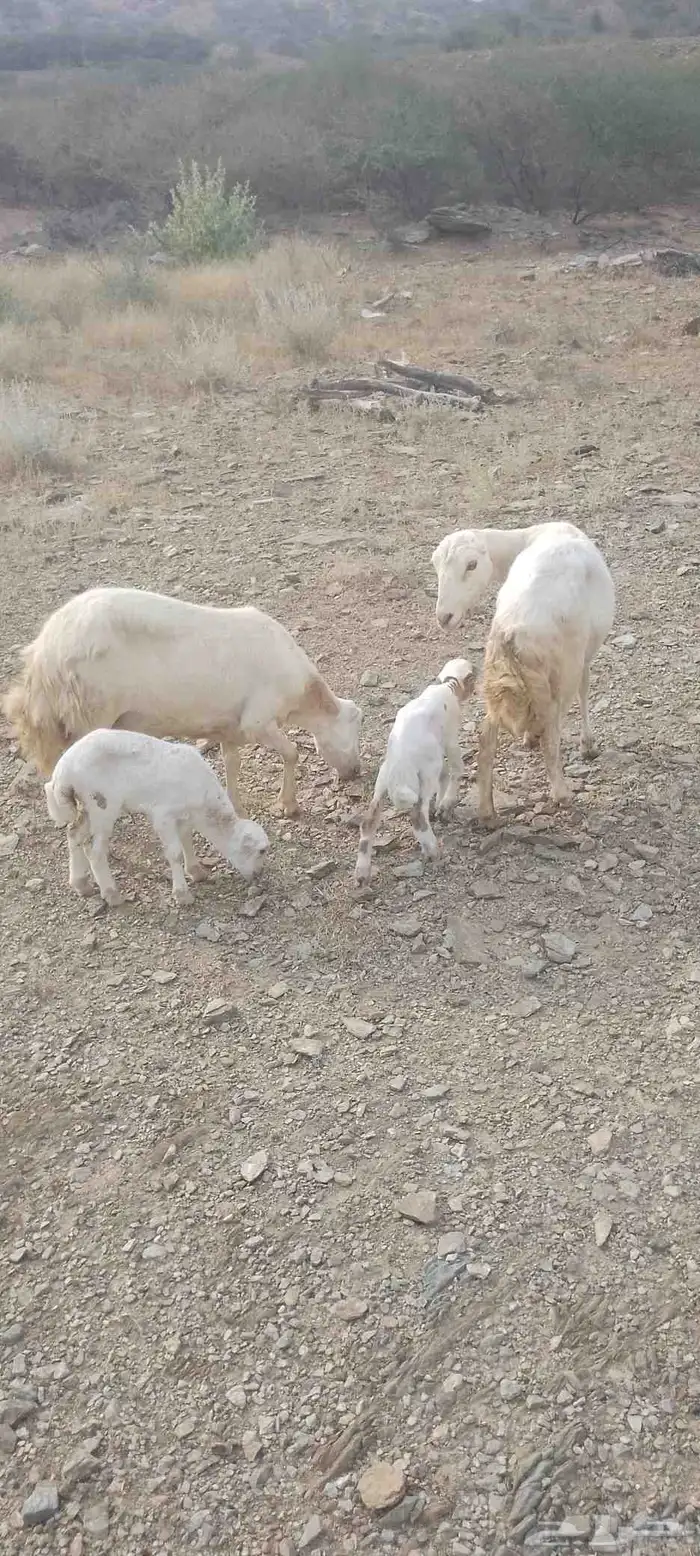 أربع نعاج للبيع ثنتين يتبعها 2 ذكر ونثى وثنتين دفيع 7