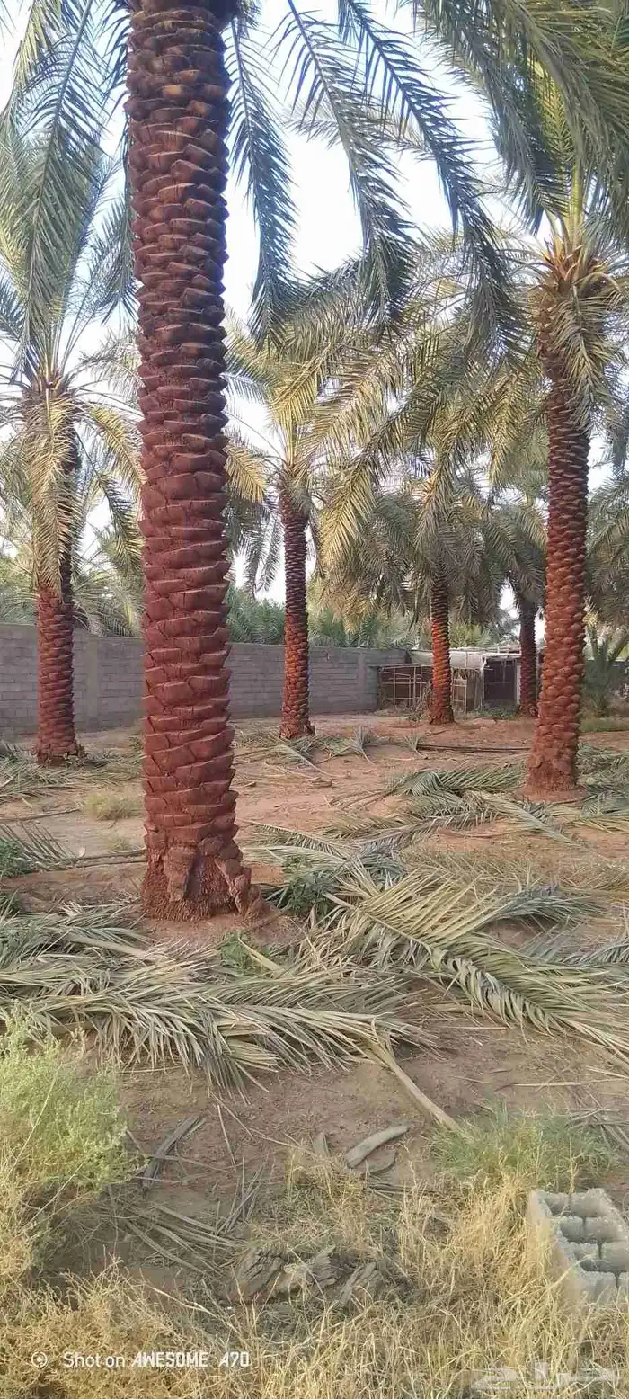 يوجد لدي نخل لاالبيع طوال 4