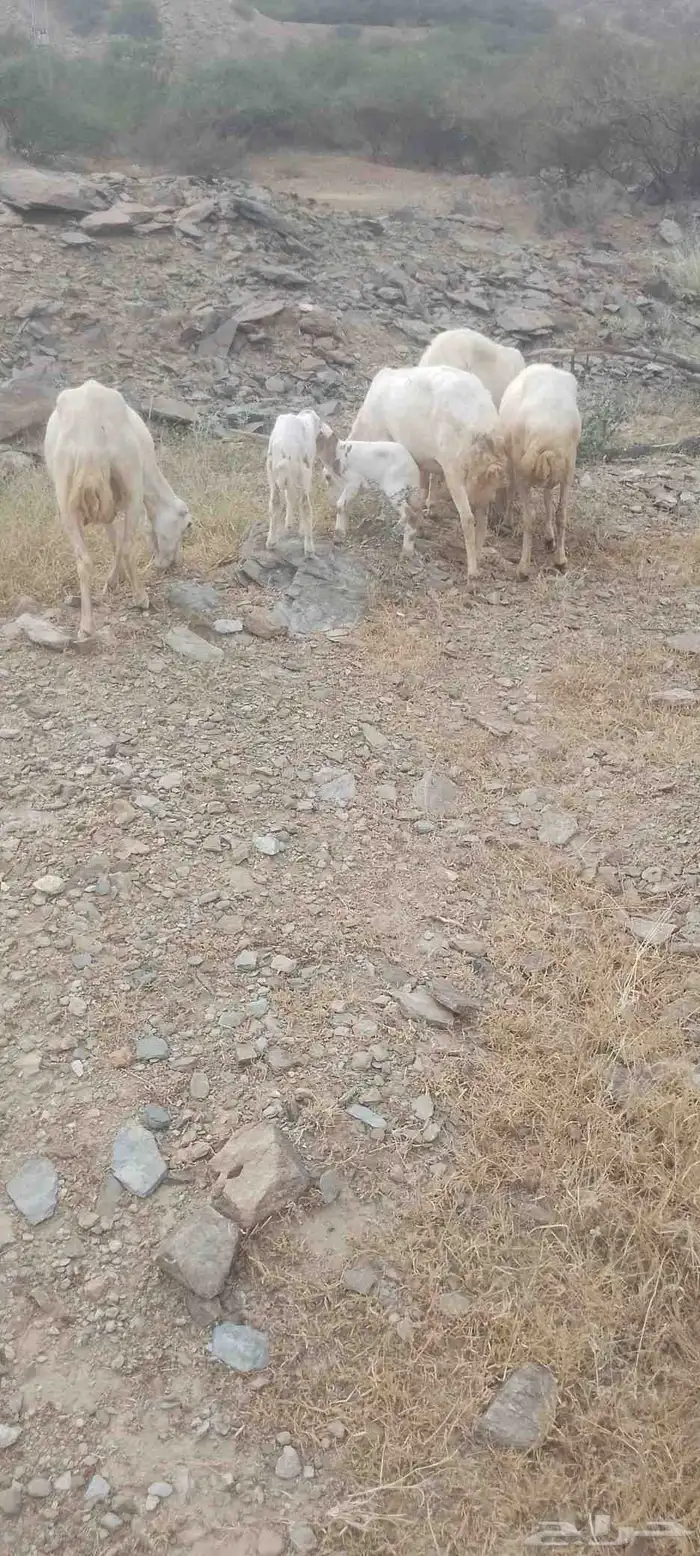 أربع نعاج للبيع ثنتين يتبعها 2 ذكر ونثى وثنتين دفيع 0