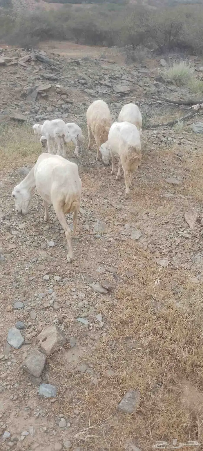 أربع نعاج للبيع ثنتين يتبعها 2 ذكر ونثى وثنتين دفيع 1