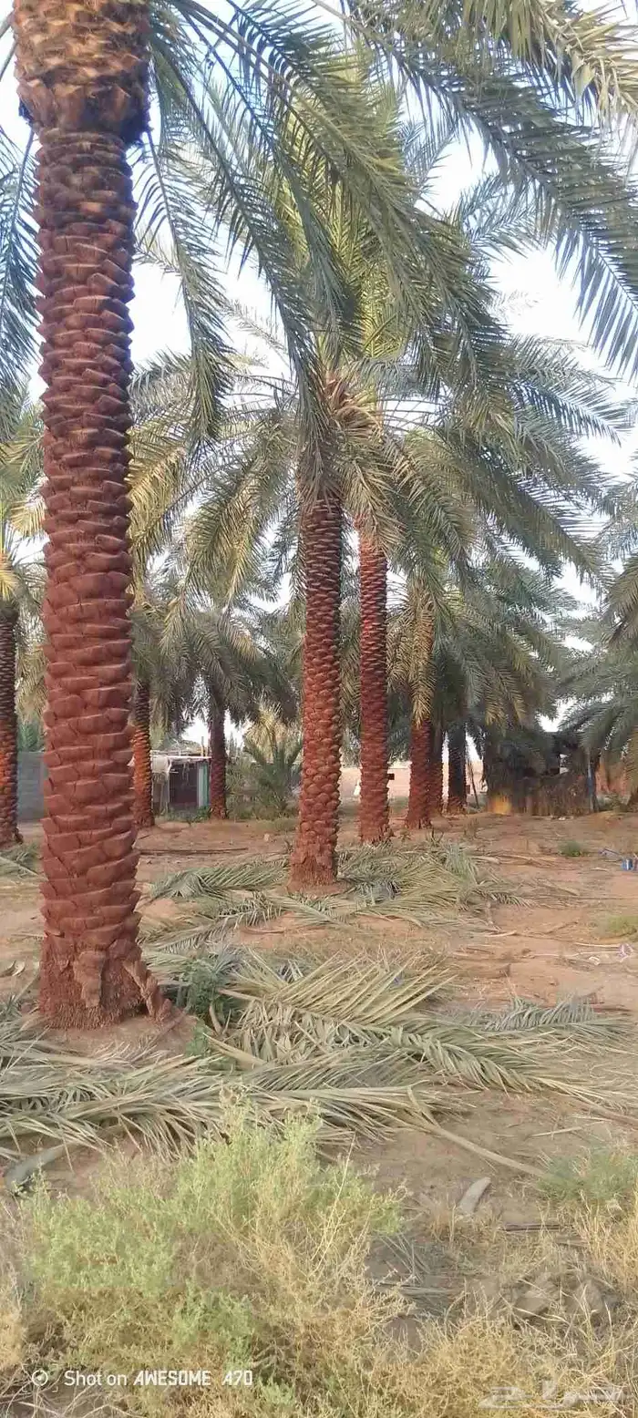 يوجد لدي نخل لاالبيع طوال 3