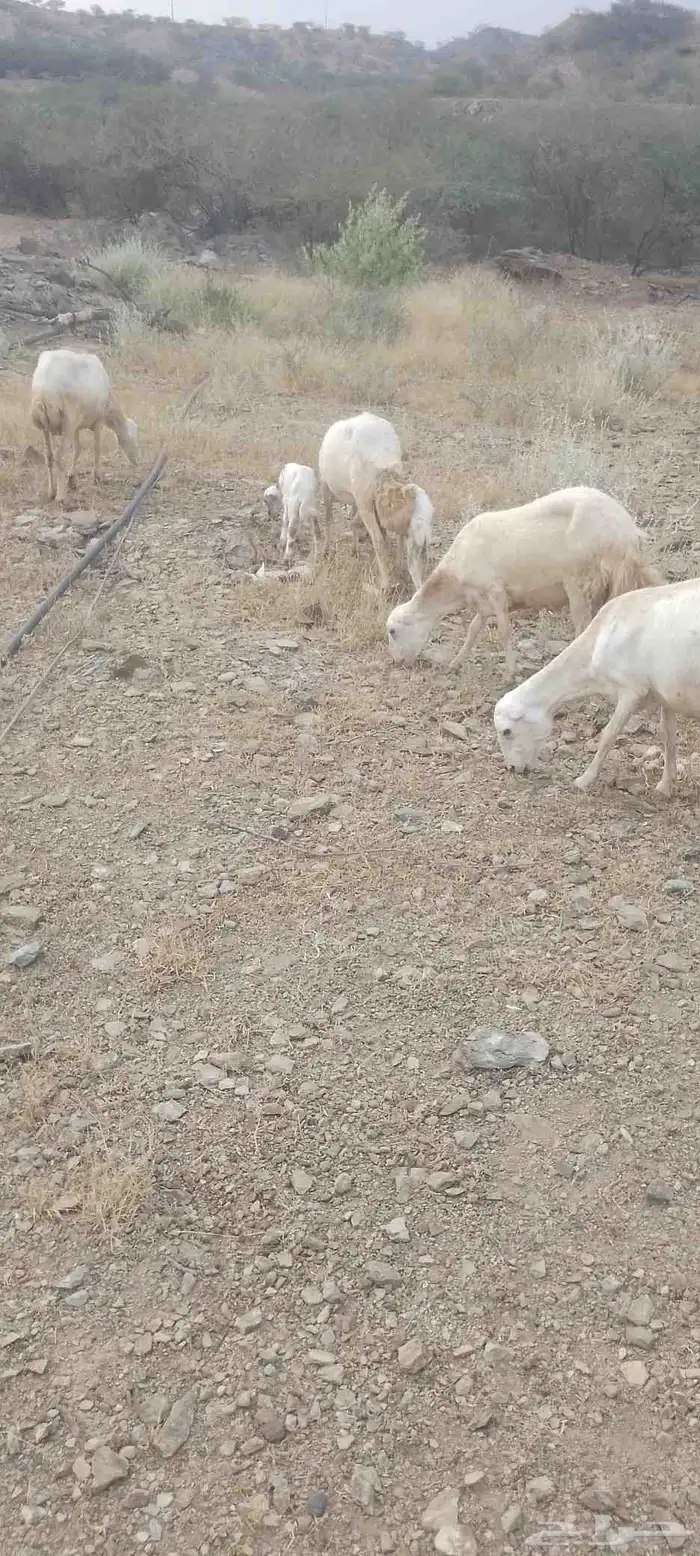 أربع نعاج للبيع ثنتين يتبعها 2 ذكر ونثى وثنتين دفيع 3