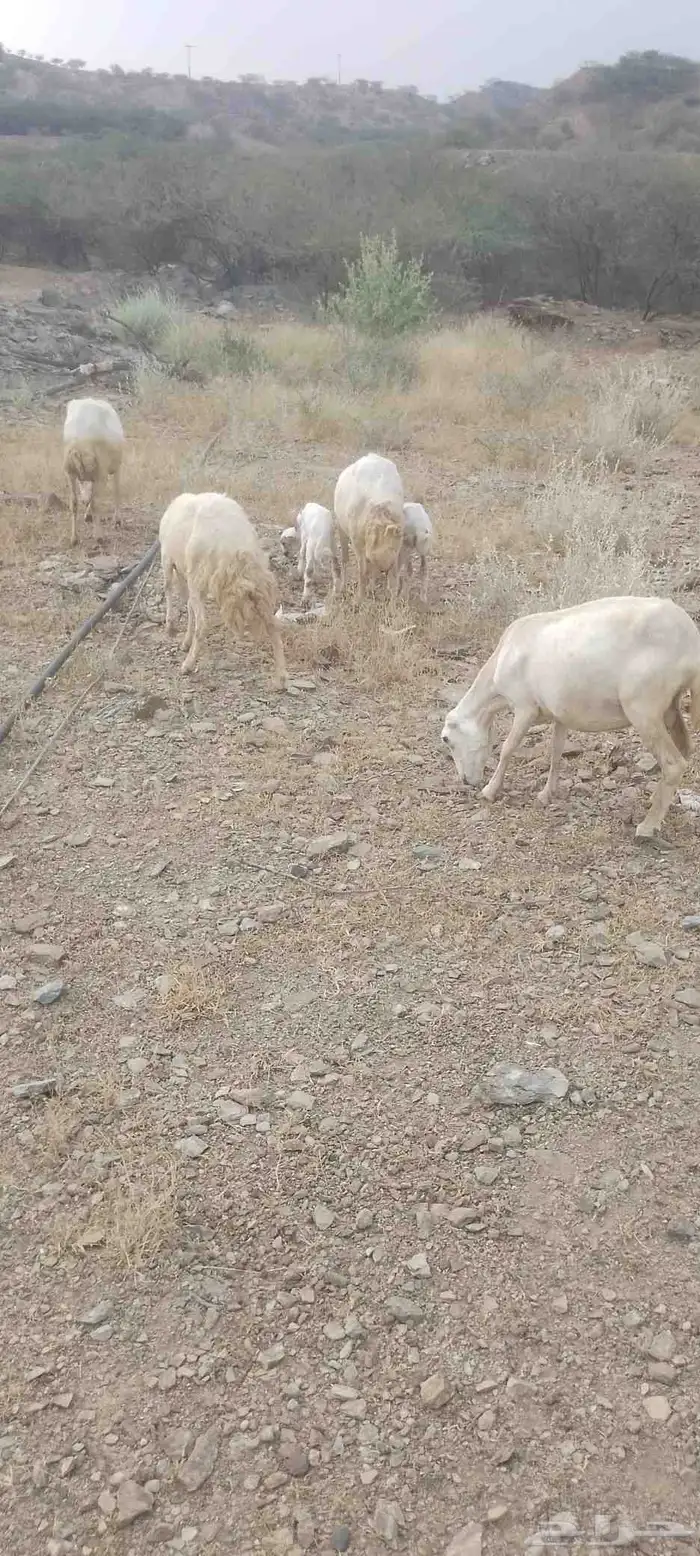 أربع نعاج للبيع ثنتين يتبعها 2 ذكر ونثى وثنتين دفيع 2