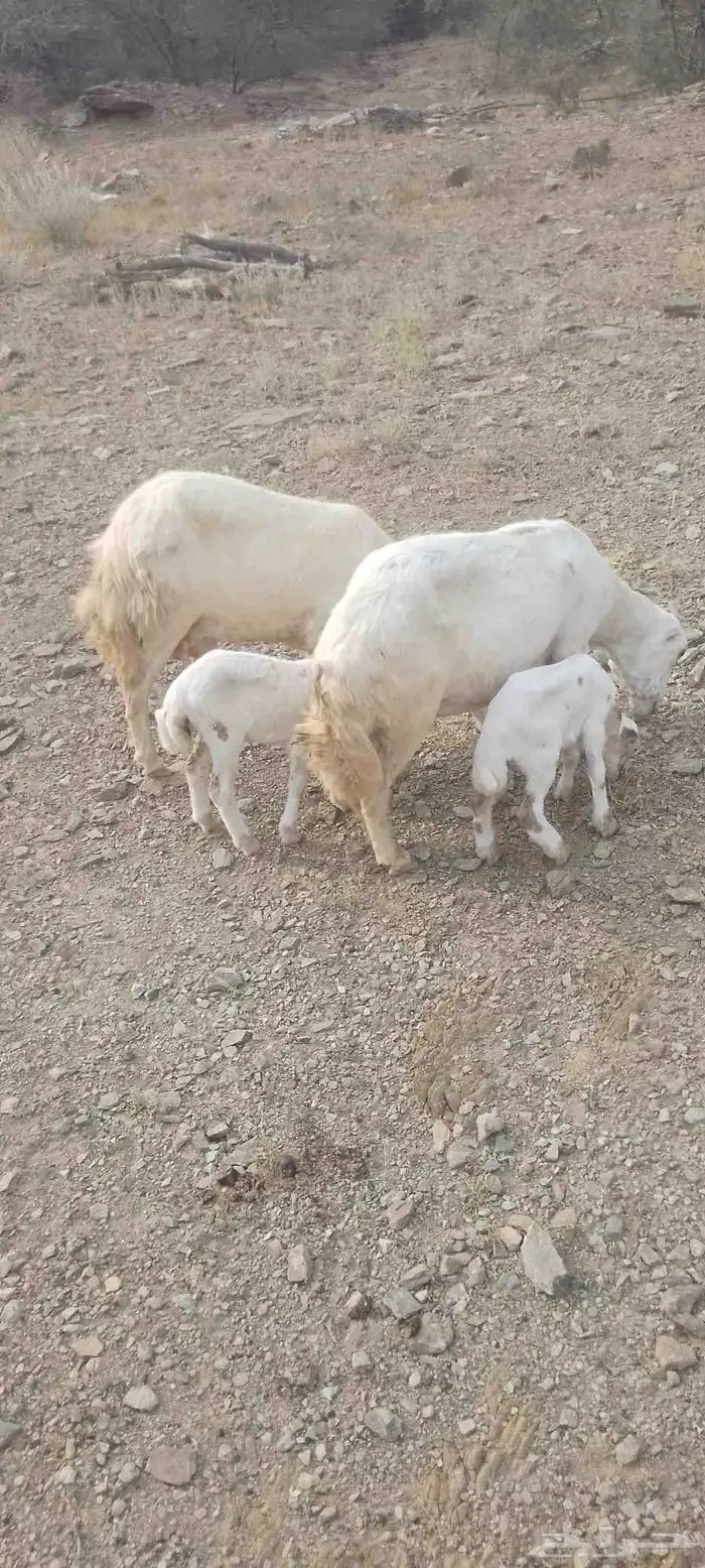 أربع نعاج للبيع ثنتين يتبعها 2 ذكر ونثى وثنتين دفيع 8