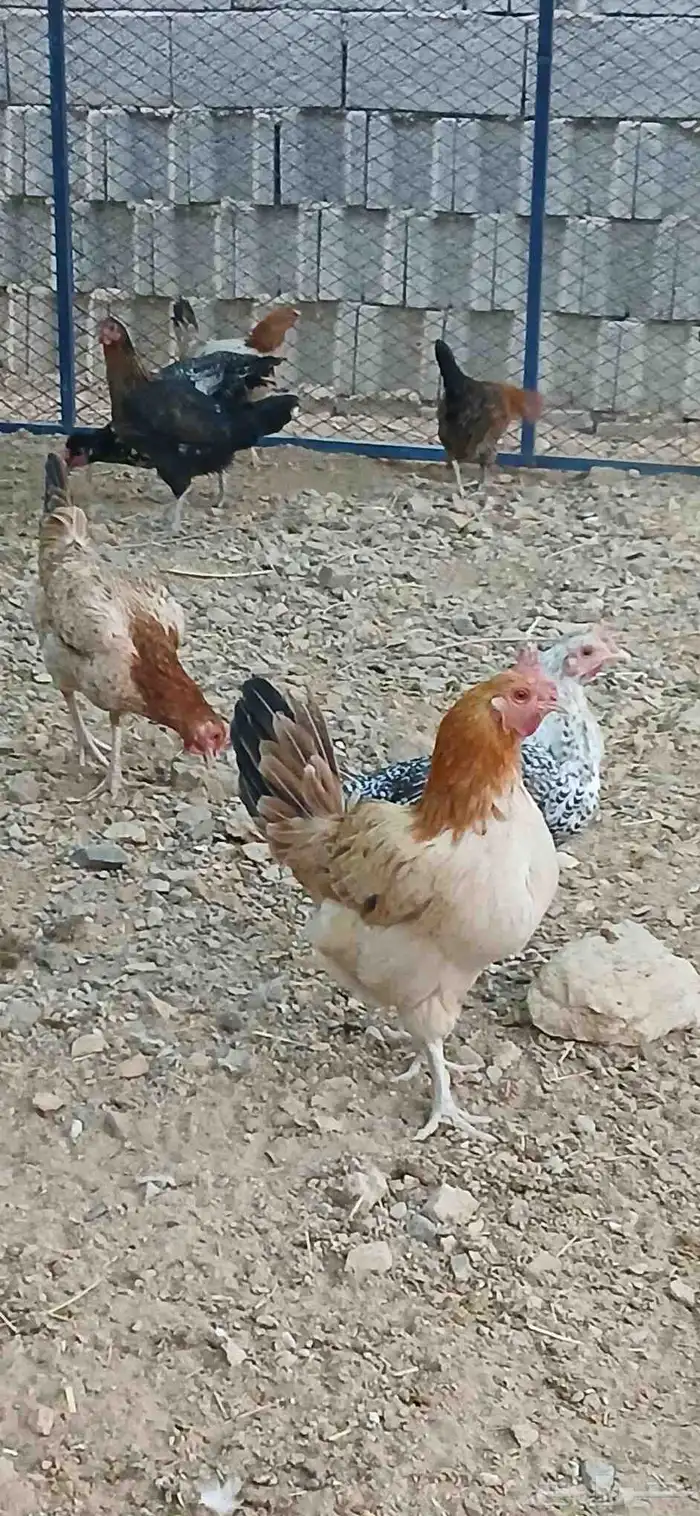 دجاج بلدي بياض 7