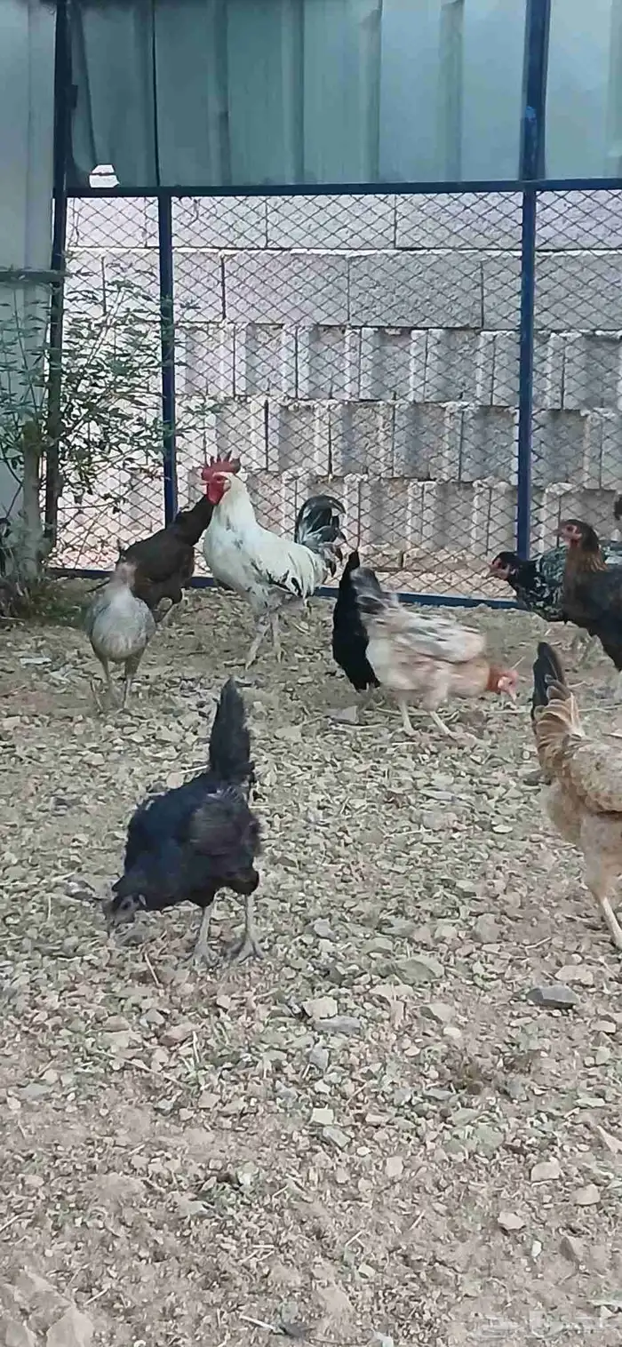 دجاج بلدي بياض 3