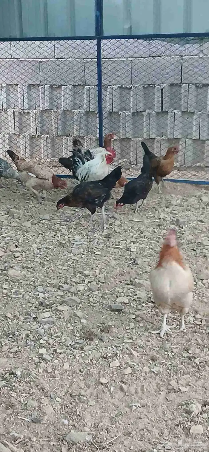 دجاج بلدي بياض 6