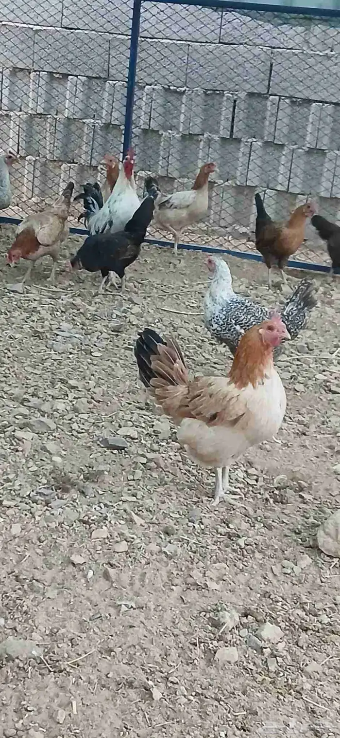 دجاج بلدي بياض 5