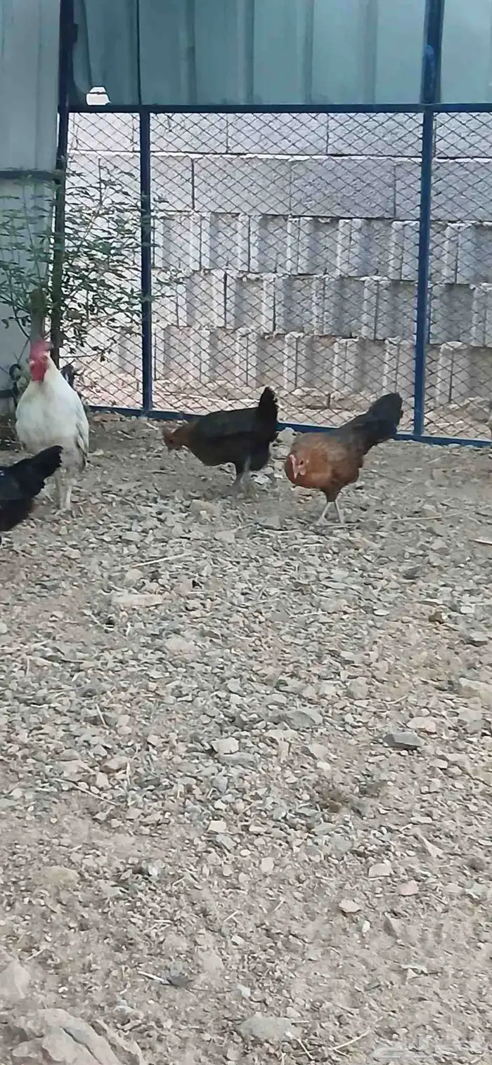 دجاج بلدي بياض 0
