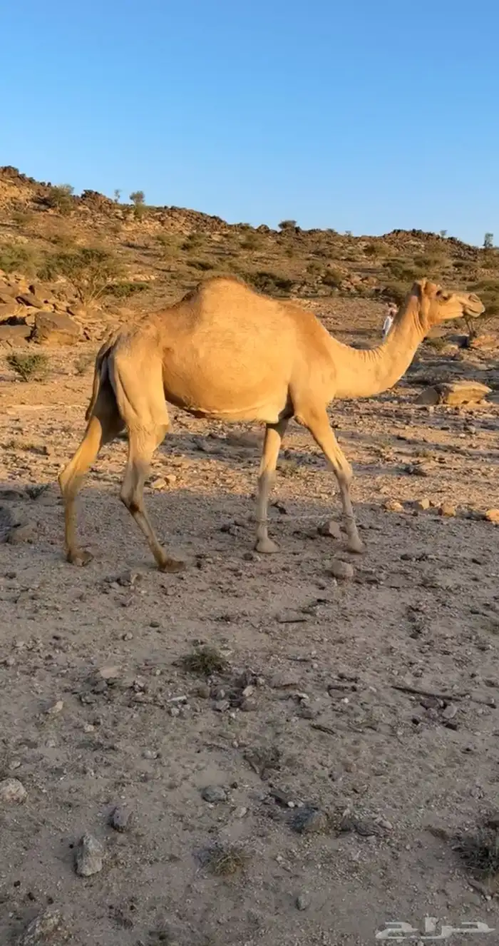 ناقه حمر 1