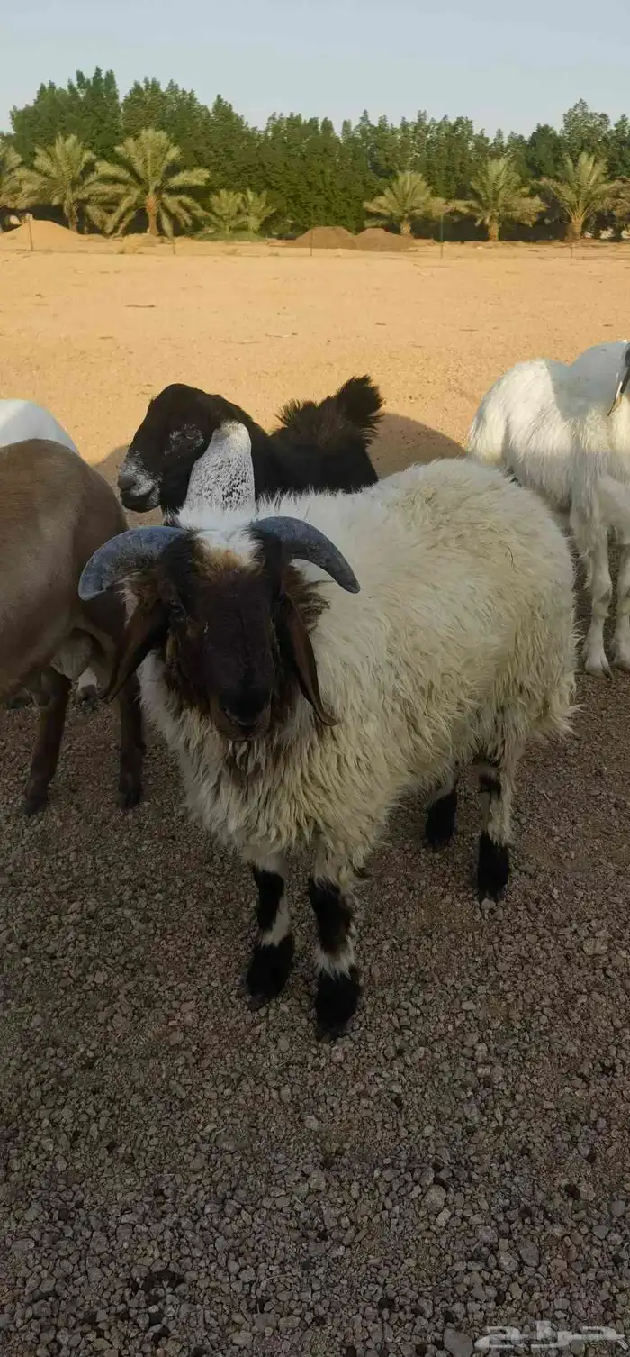 ذبايح بريه فاخره مع خدمه الذبح والتوصيل حسب الطلب 9