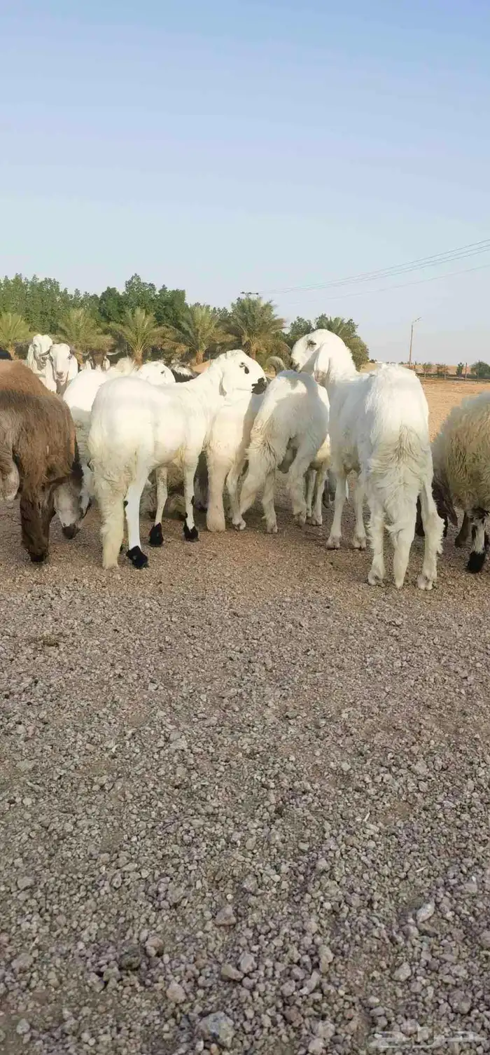 ذبايح بريه فاخره مع خدمه الذبح والتوصيل حسب الطلب 0
