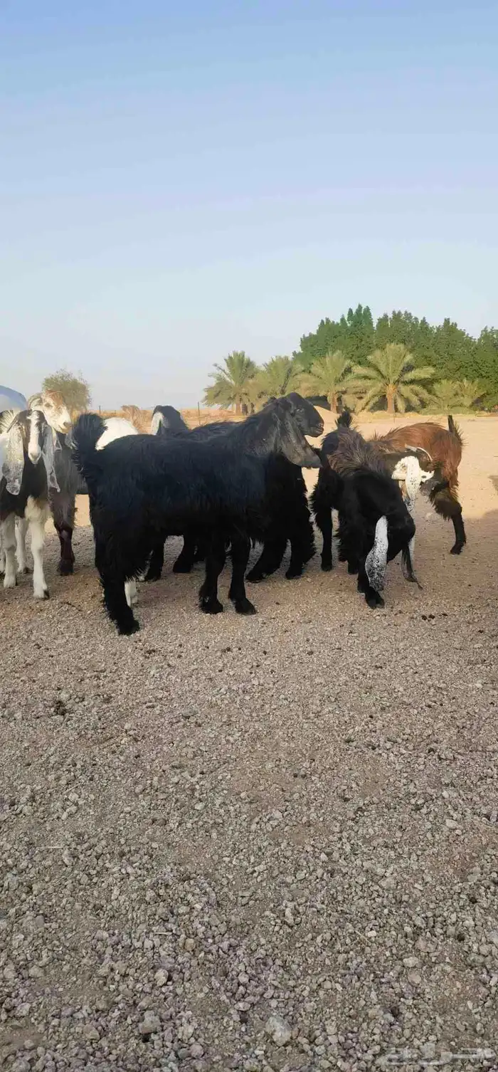 ذبايح بريه فاخره مع خدمه الذبح والتوصيل حسب الطلب 1
