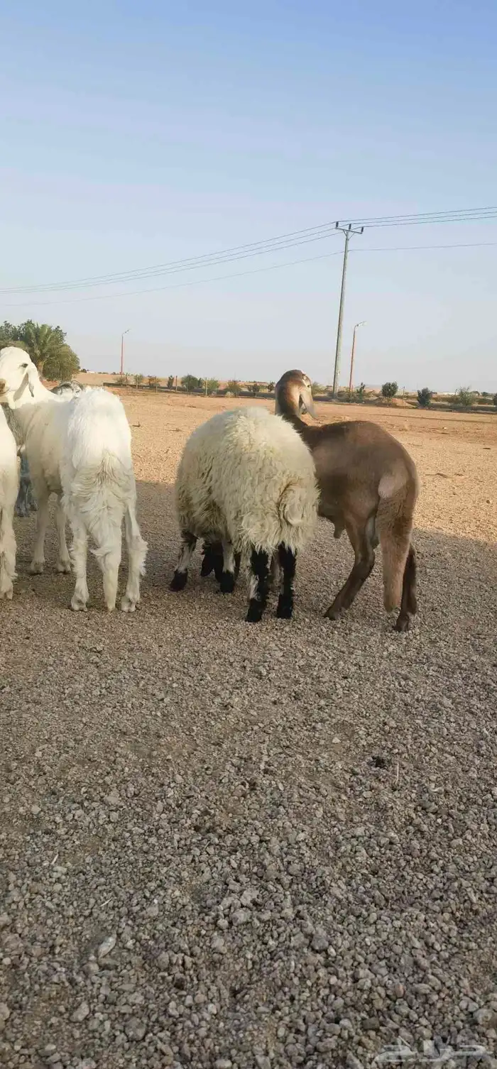 ذبايح بريه فاخره مع خدمه الذبح والتوصيل حسب الطلب 3