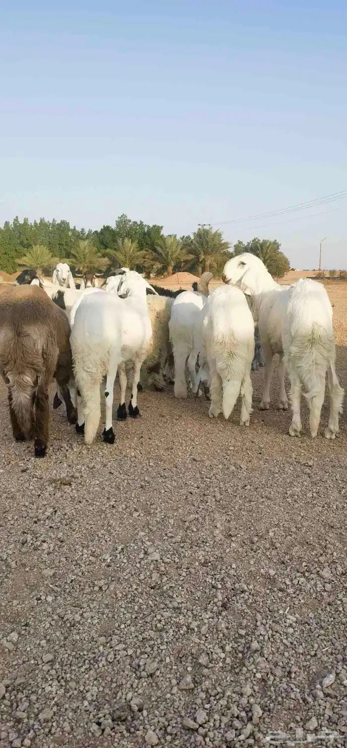 ذبايح بريه فاخره مع خدمه الذبح والتوصيل حسب الطلب 4