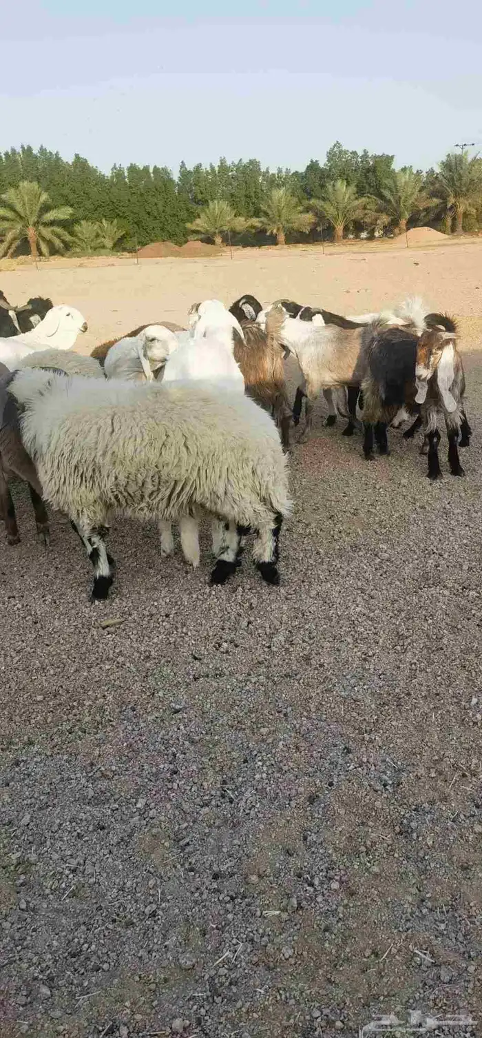 ذبايح بريه فاخره مع خدمه الذبح والتوصيل حسب الطلب 5
