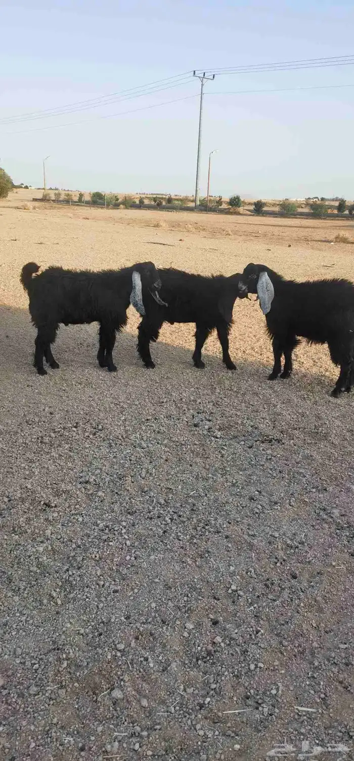 ذبايح بريه فاخره مع خدمه الذبح والتوصيل حسب الطلب 8