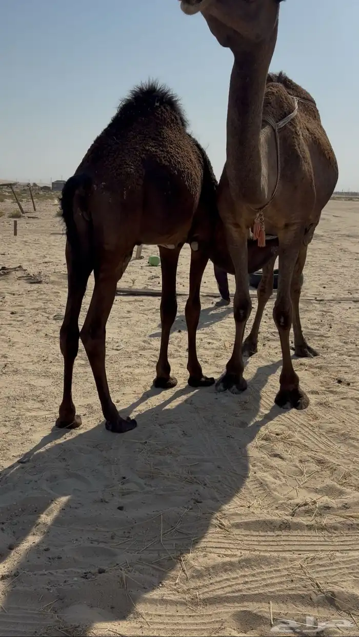 قعود مجهم ناهيي تم البيع 1