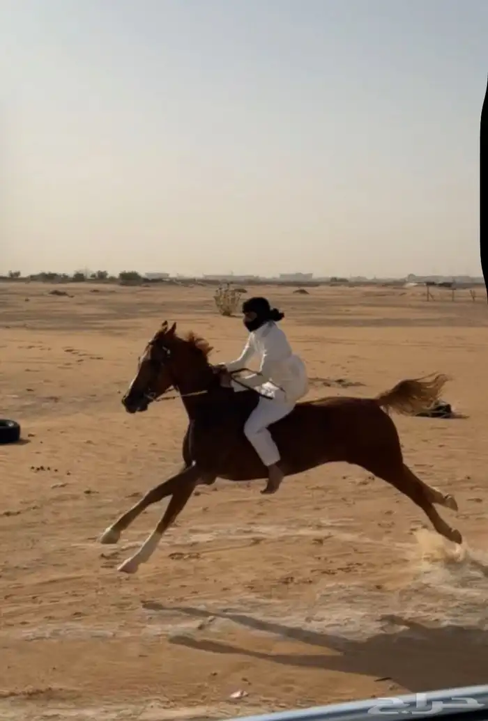 حصان واهو لبيع ورق حار تربيع سبوق 5