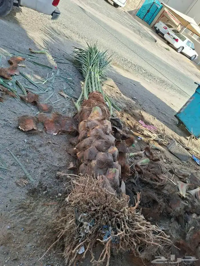 يوجد لدينا جثايث للبيع 4