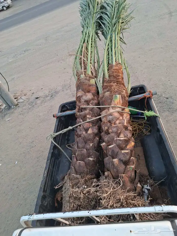 يوجد لدينا جثايث للبيع 5