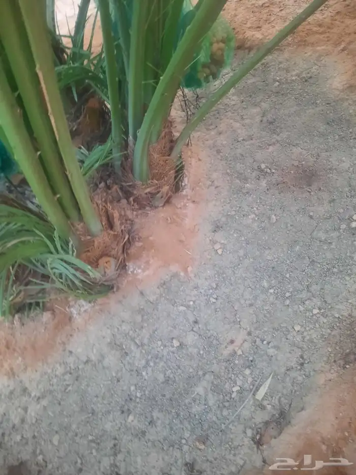 نخيل مثمر للبيع صقعي سكري اخلاص هلالي مجدوله شيشي خضري 2
