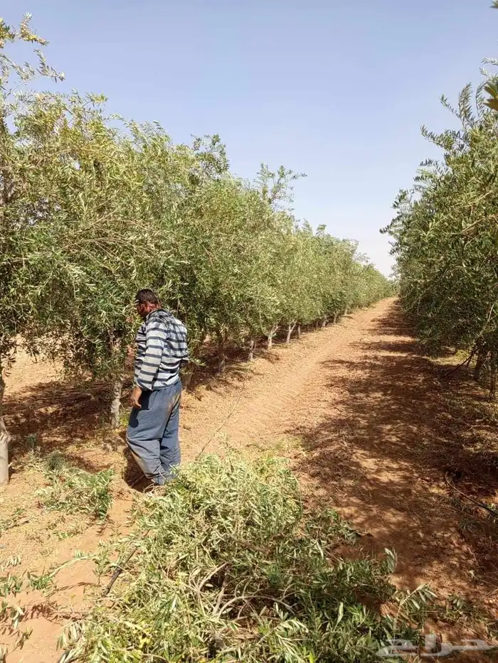 زيتون بسعرر مناسب 2